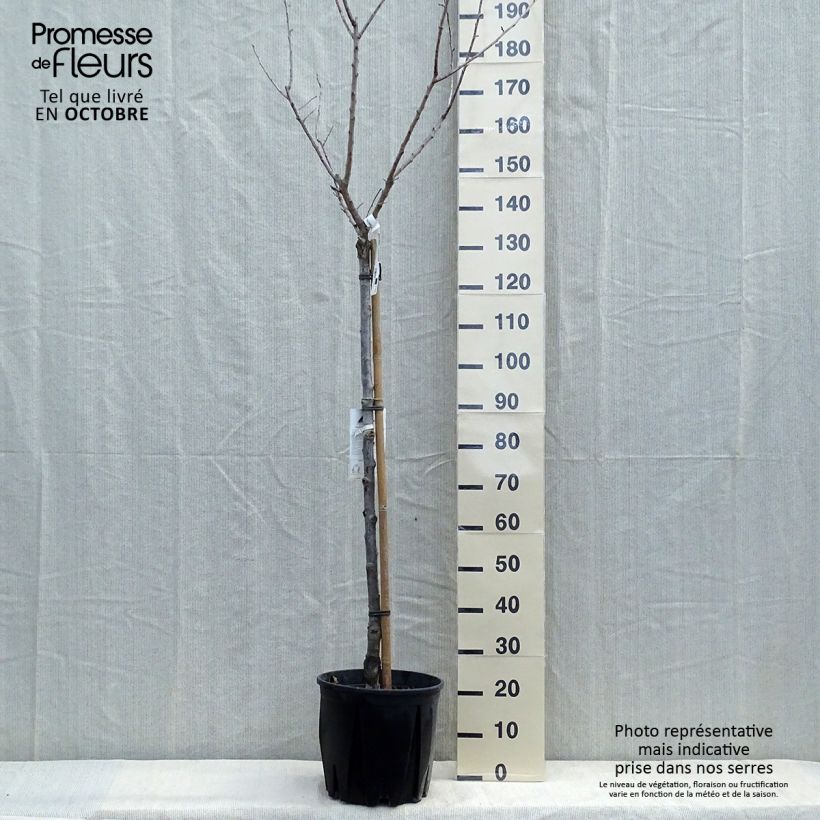 Esemplare di Albicocco Bulida Vaso da 7,5L/10L, Vaso impalcato medio come consegnato in autunno
