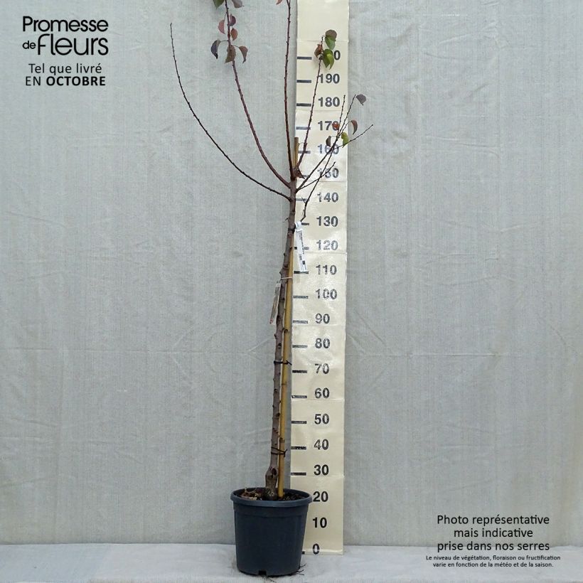Esemplare di Albicocco Tardif de Tain Vaso da 7,5L/10L, Vaso impalcato medio come consegnato in autunno
