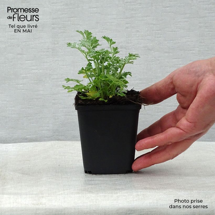 Artemisia absinthium - Assenzio maggiore Vasetto da 8/9 cm esemplare consegnato in primavera