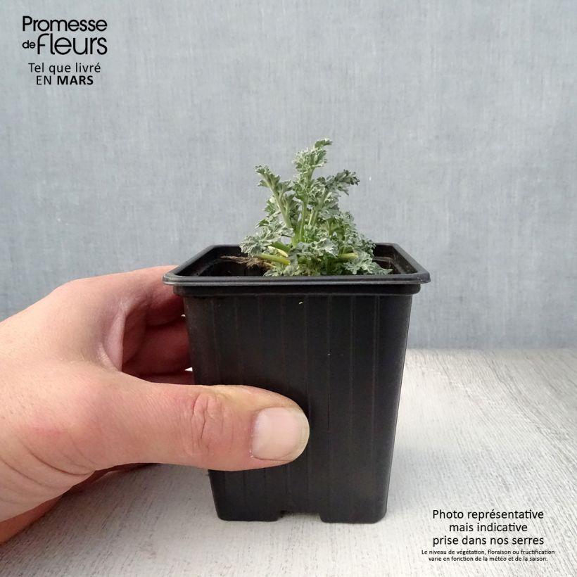 Artemisia absinthium Bio - Assenzio maggiore Vasetto da 7/8 cm esemplare consegnato in primavera
