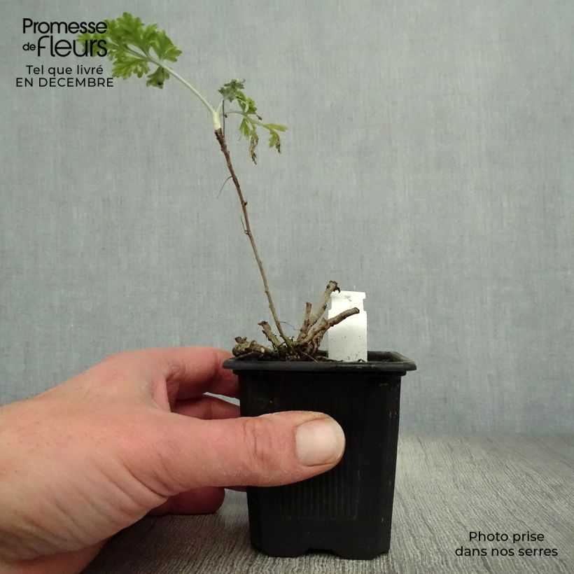 Artemisia absinthium - Assenzio maggiore Vasetto da 8/9 cm esemplare consegnato in inverno