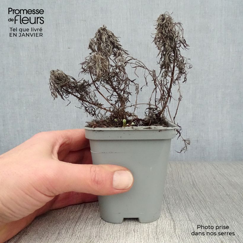 Artemisia stelleriana Boughton Silver Vasetto da 8/9 cm esemplare consegnato in inverno