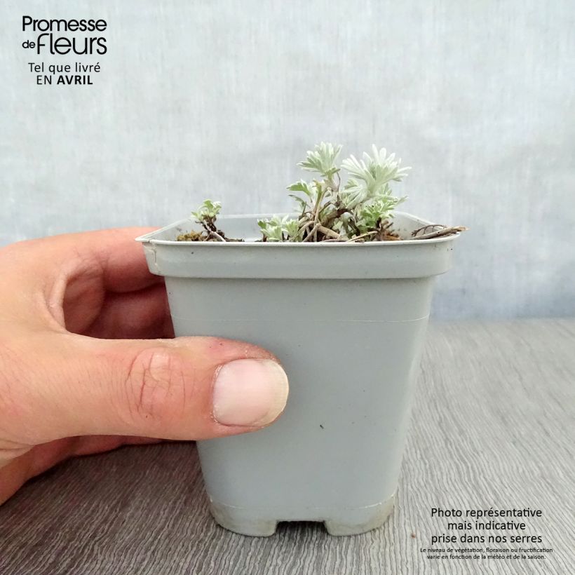 Artemisia stelleriana Boughton Silver Vasetto da 8/9 cm esemplare consegnato in primavera