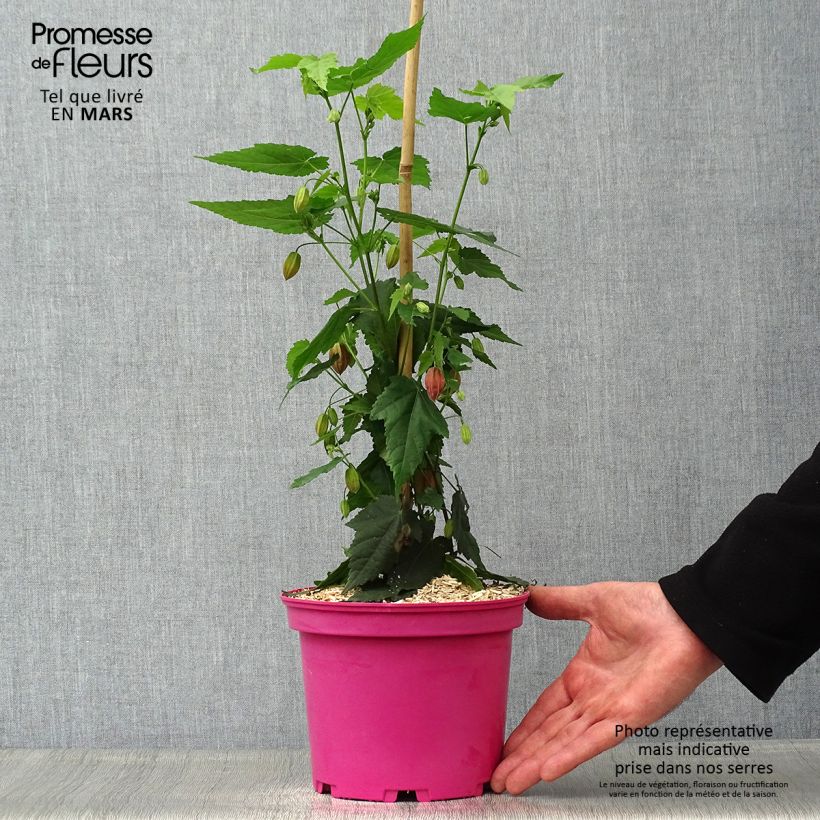 Abutilon Pink Charm Vaso da 3L/4L esemplare consegnato in primavera