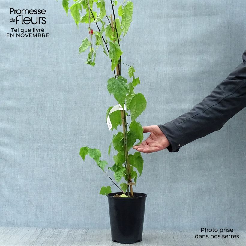 Esemplare di Abutilon megapotamicum Vaso da 3L/4L come consegnato in autunno