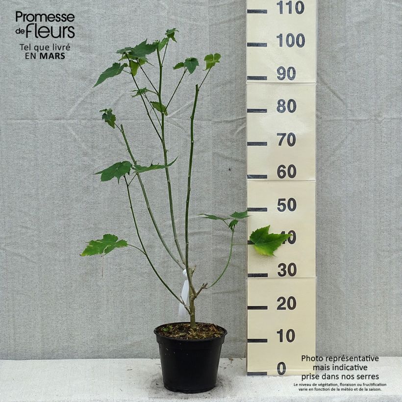 Abutilon striatum Redvein Vaso da 3L/4L esemplare consegnato in primavera