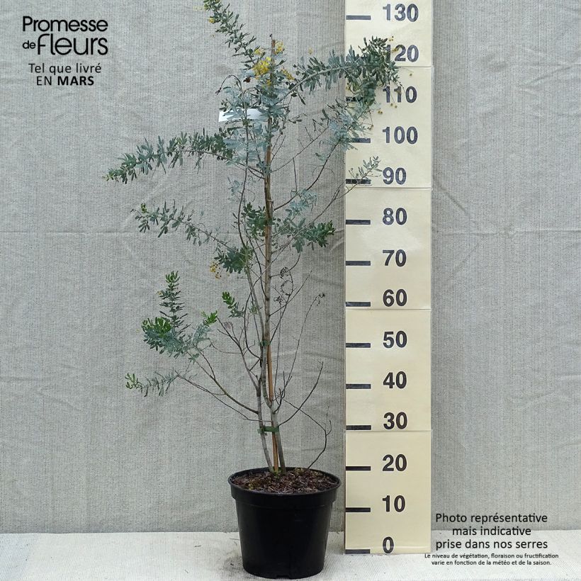 Acacia baileyana Songlines - Mimosa di Bailey Vaso da 6L/7L esemplare consegnato in primavera