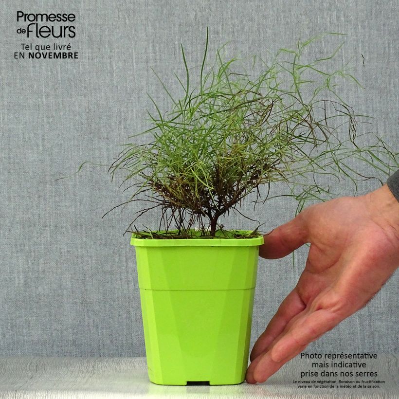 Esemplare di Acacia cognata Limelight - Mimosa Vaso da 1L/1,5L come consegnato in autunno