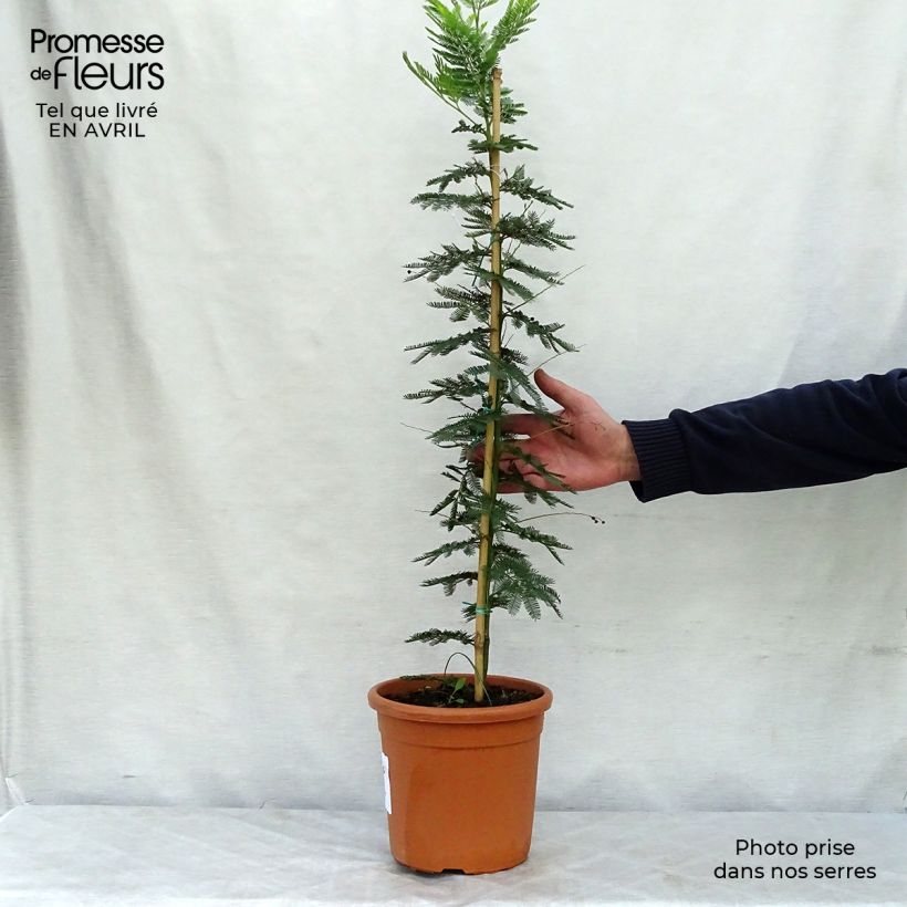 Acacia dealbata Gaulois Astier - Mimosa Vaso da 2L/3L esemplare consegnato in primavera