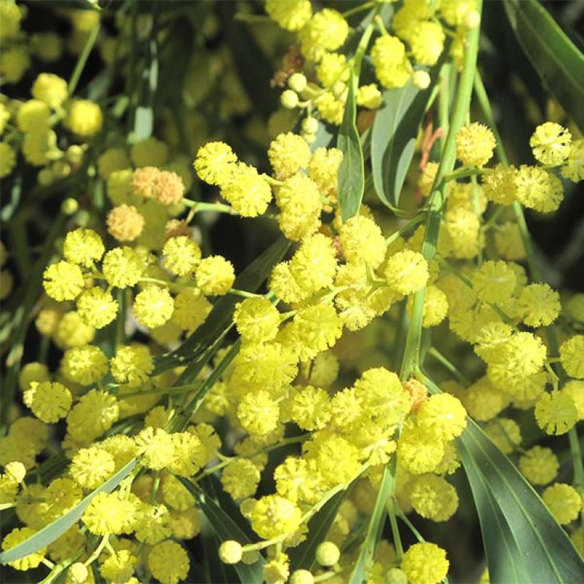 Acacia retinodes Lisette - Mimosa 4 stagioni (Fioritura)