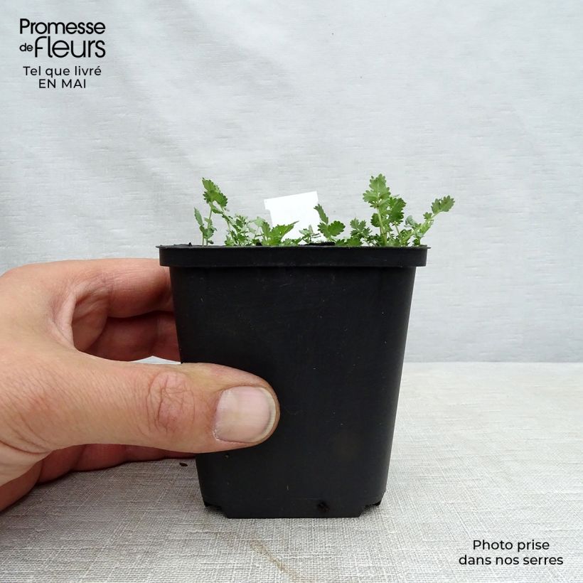 Acaena buchananii Vasetto da 8/9 cm esemplare consegnato in primavera