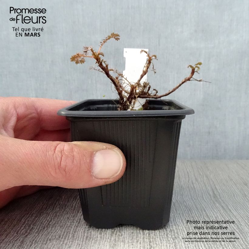 Acaena saccaticupula Blue Haze Vasetto da 8/9 cm esemplare consegnato in primavera