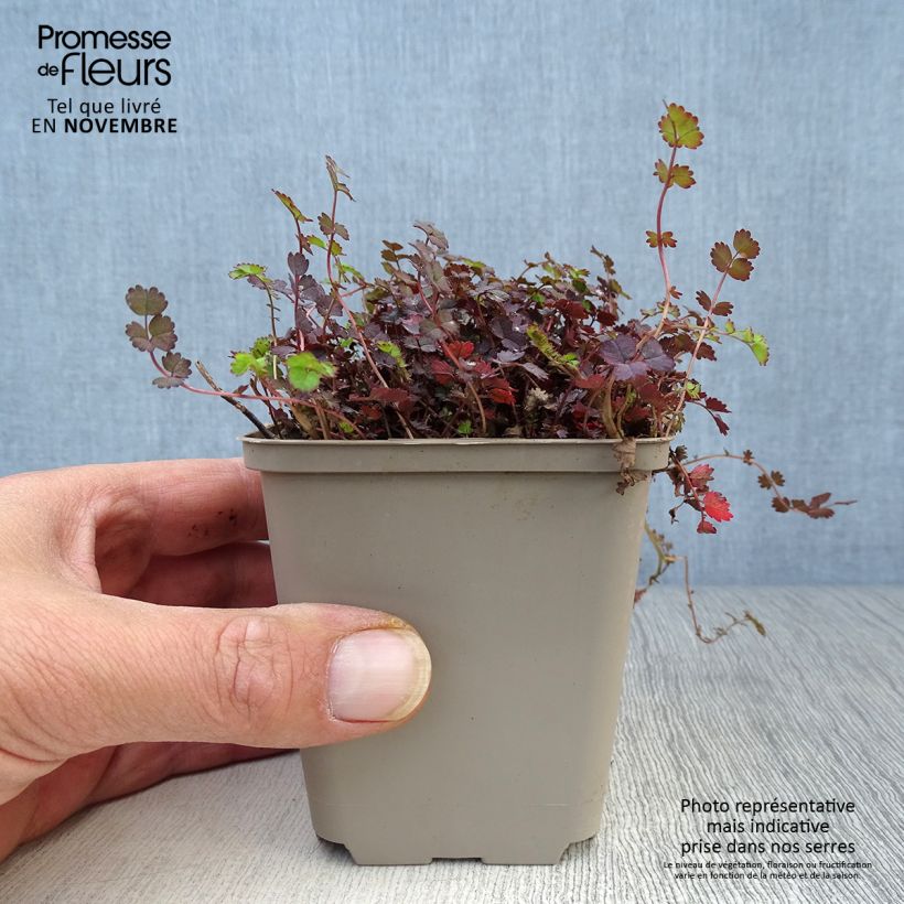 Esemplare di Acaena inermis Purpurea Vasetto da 8/9 cm come consegnato in autunno