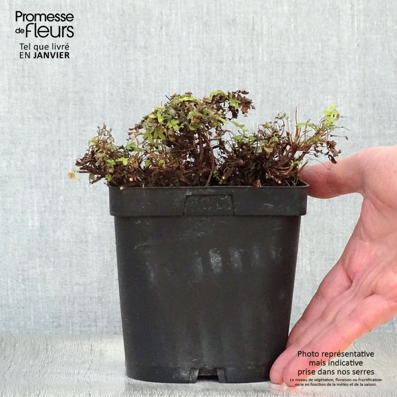 Acaena magellanica Vaso da 2L/3L esemplare consegnato in inverno