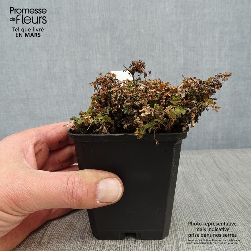 Acaena microphylla Dichte Matte Vasetto da 8/9 cm esemplare consegnato in inverno