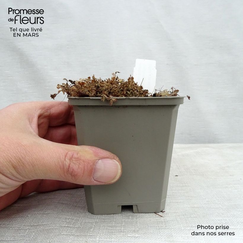 Acaena microphylla Kupferteppich Vasetto da 8/9 cm esemplare consegnato in inverno