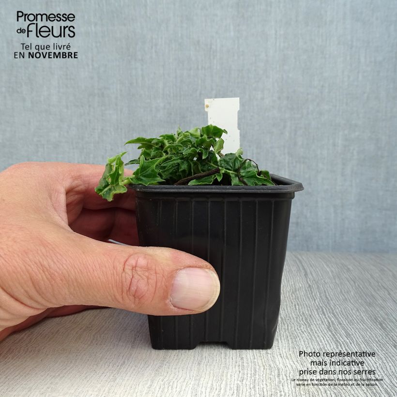 Esemplare di Acanthus hungaricus White Lips Vasetto da 8/9 cm come consegnato in autunno