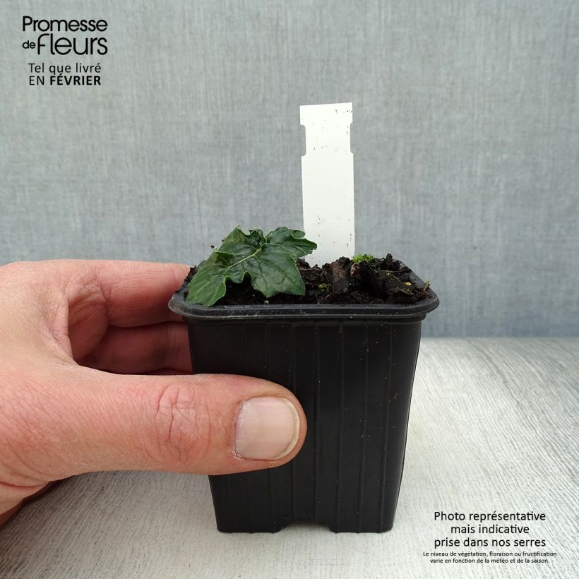 Acanthus hungaricus White Lips Vasetto da 8/9 cm esemplare consegnato in inverno