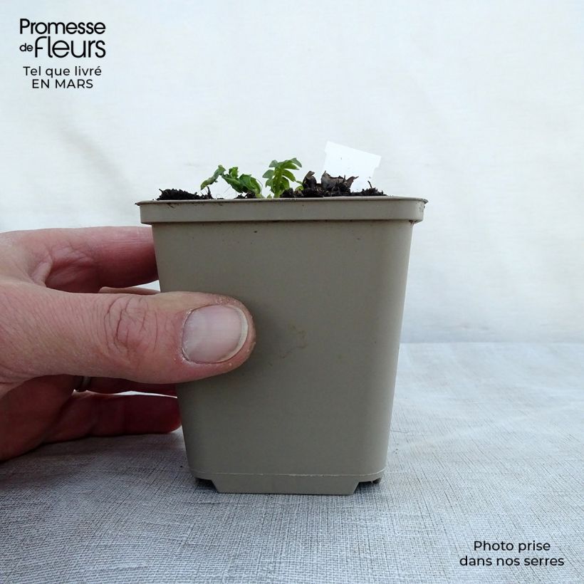 Acanthus hungaricus White Lips Vasetto da 8/9 cm esemplare consegnato in primavera