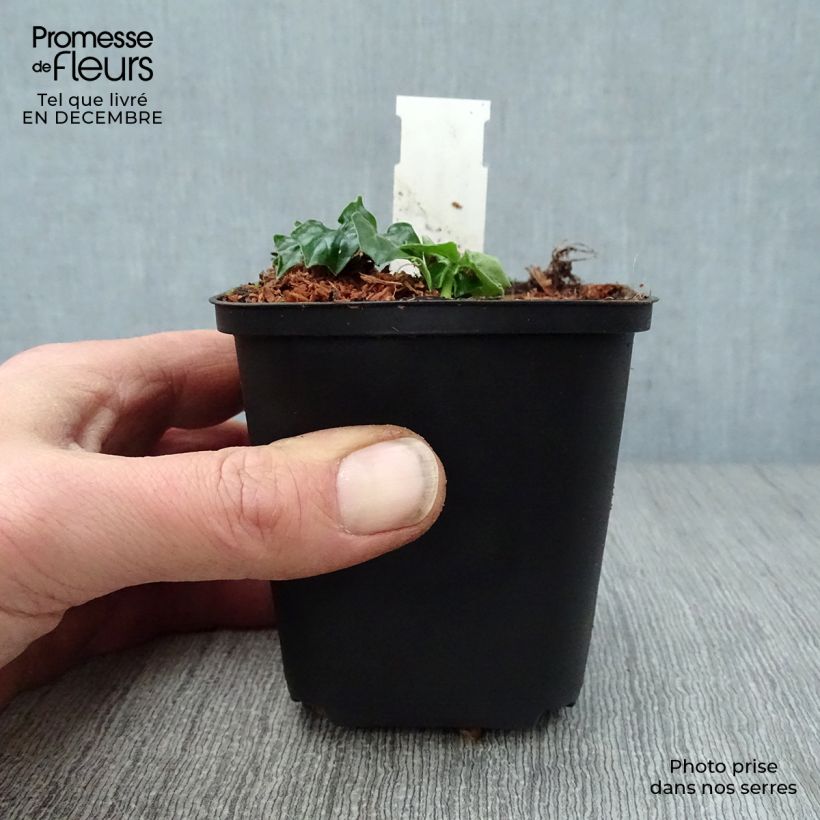 Acanthus Morning Candle Vasetto da 8/9 cm esemplare consegnato in inverno