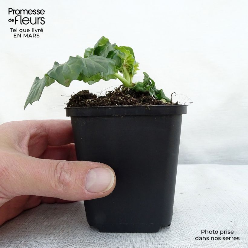 Acanthus Morning Candle Vasetto da 8/9 cm esemplare consegnato in primavera