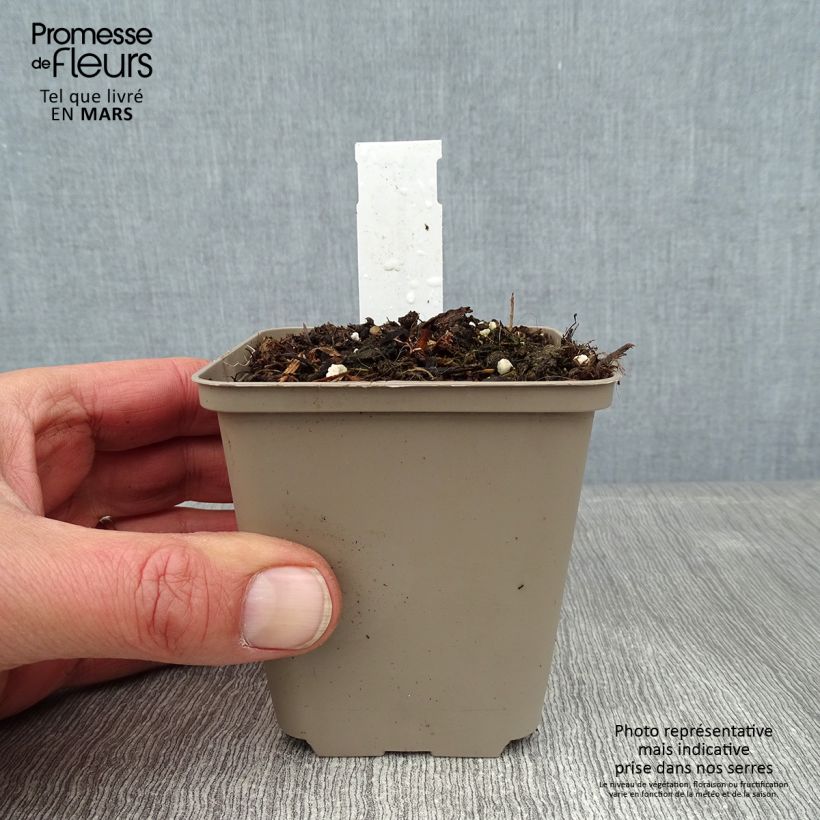 Acanthus mollis Latifolius Vasetto da 8/9 cm esemplare consegnato in inverno