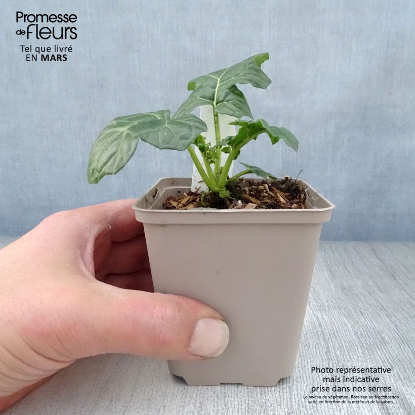 Acanthus mollis Latifolius Vasetto da 8/9 cm esemplare consegnato in primavera