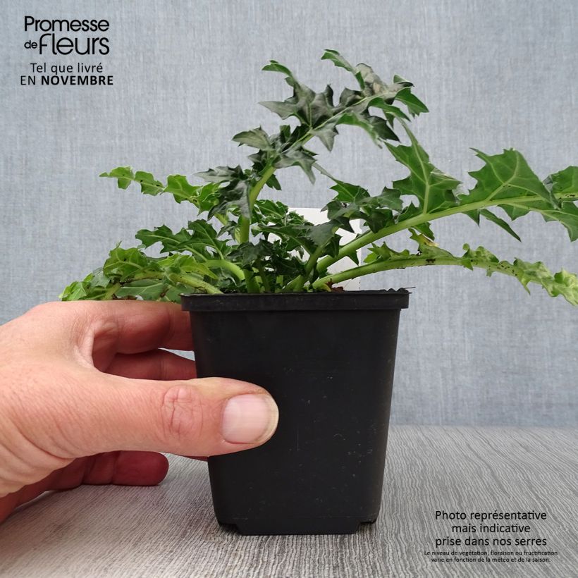 Esemplare di Acanthus spinosus - Acanto spinoso Vasetto da 8/9 cm come consegnato in autunno