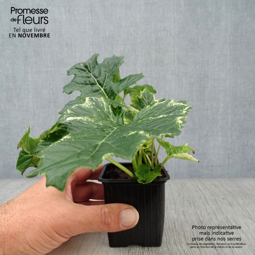 Esemplare di Acanthus mollis Whitewater Vasetto da 7/8 cm come consegnato in autunno