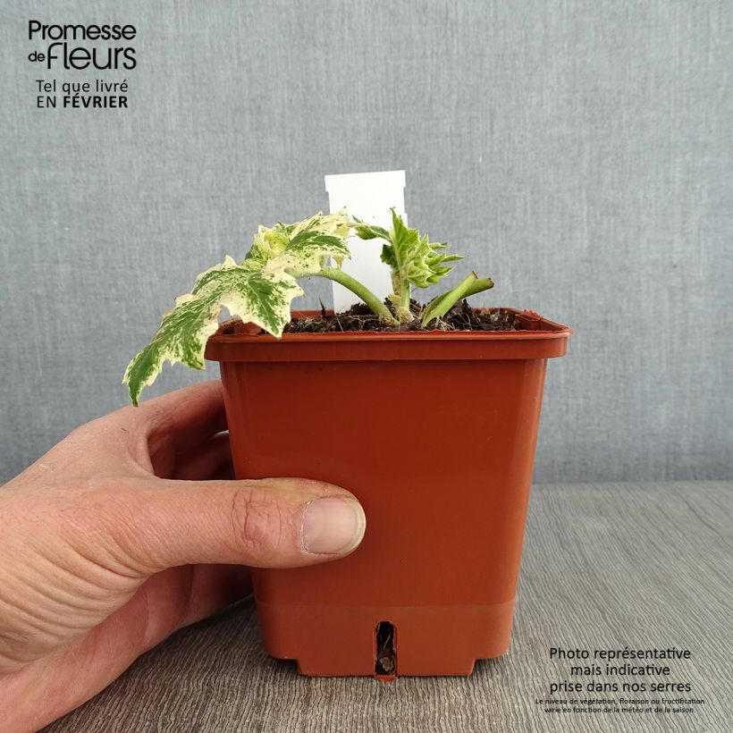 Acanthus mollis Whitewater Vaso da 1L/1,5L esemplare consegnato in inverno