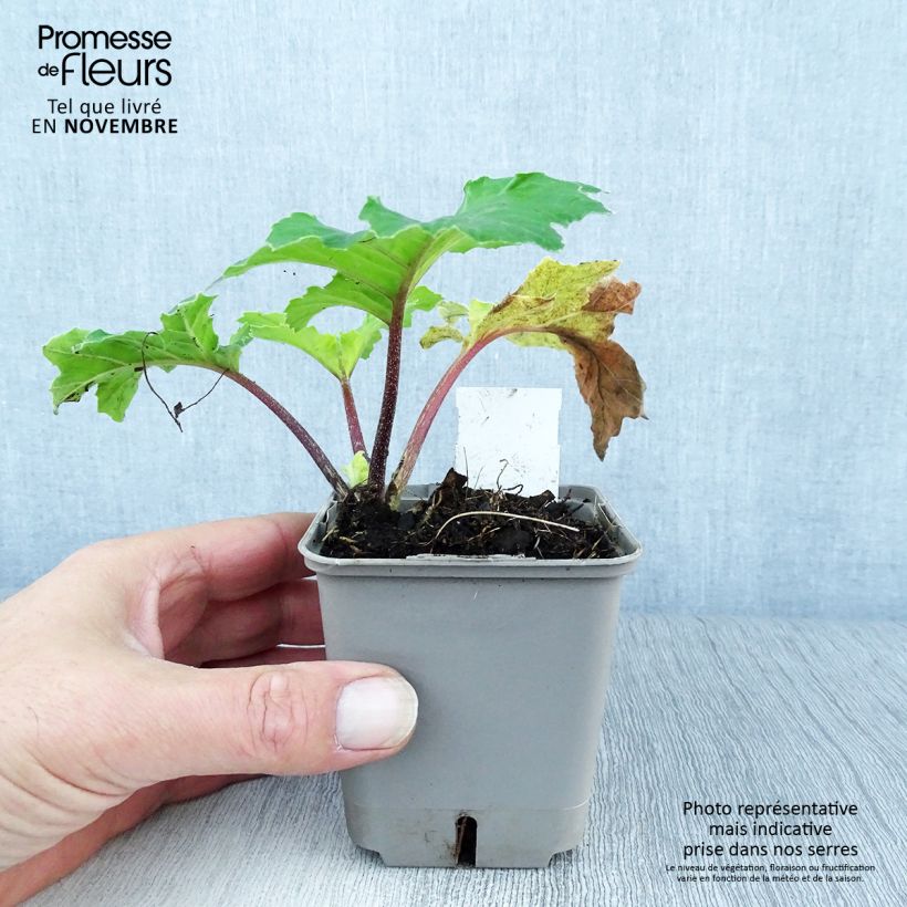 Esemplare di Acanthus mollis Hollards Gold Vasetto da 8/9 cm come consegnato in autunno