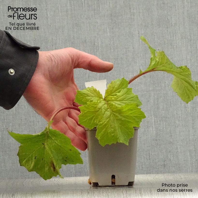 Acanthus mollis Hollards Gold Vasetto da 8/9 cm esemplare consegnato in inverno