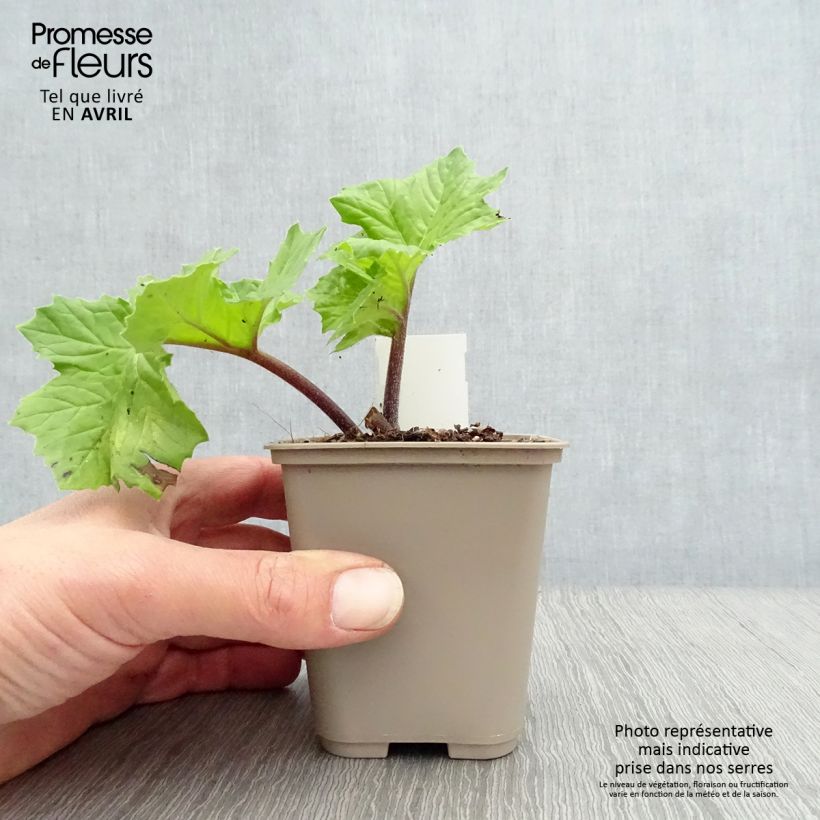 Acanthus mollis Hollards Gold Vasetto da 8/9 cm esemplare consegnato in primavera