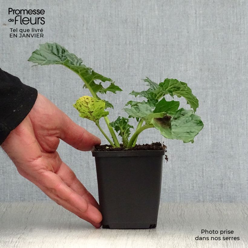 Acanthus mollis Rue Ledan Vasetto da 8/9 cm esemplare consegnato in inverno