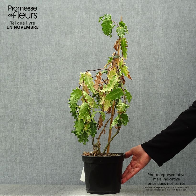 Esemplare di Acanthus sennii Vaso da 4L/5L come consegnato in autunno