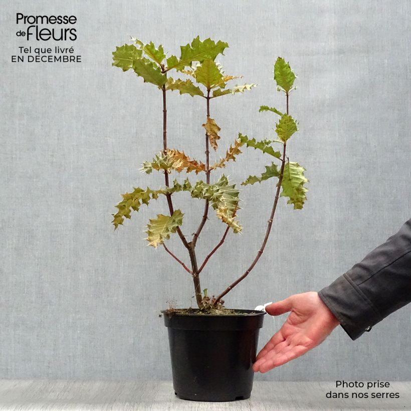 Acanthus sennii Vaso da 4L/5L esemplare consegnato in inverno