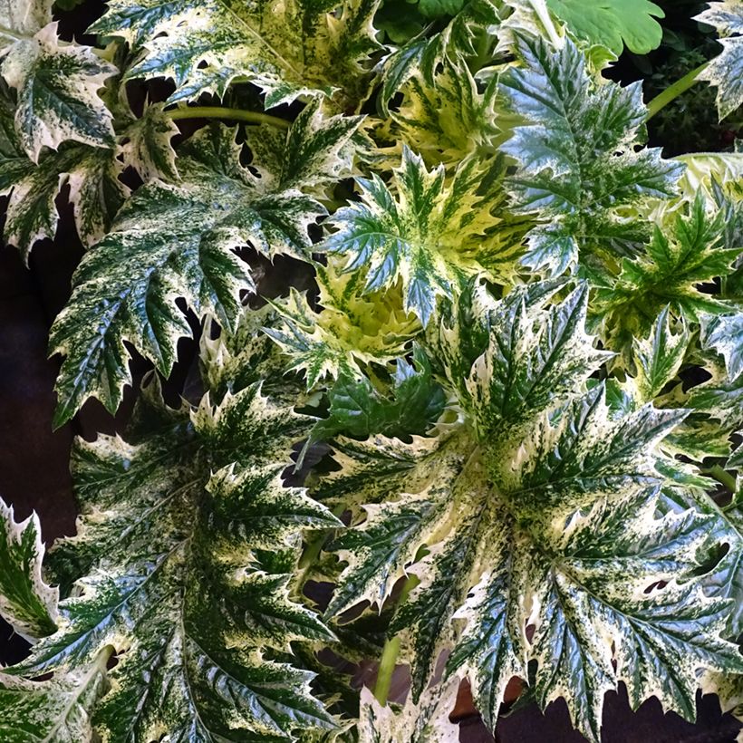 Acanthus mollis Whitewater (Fogliame)