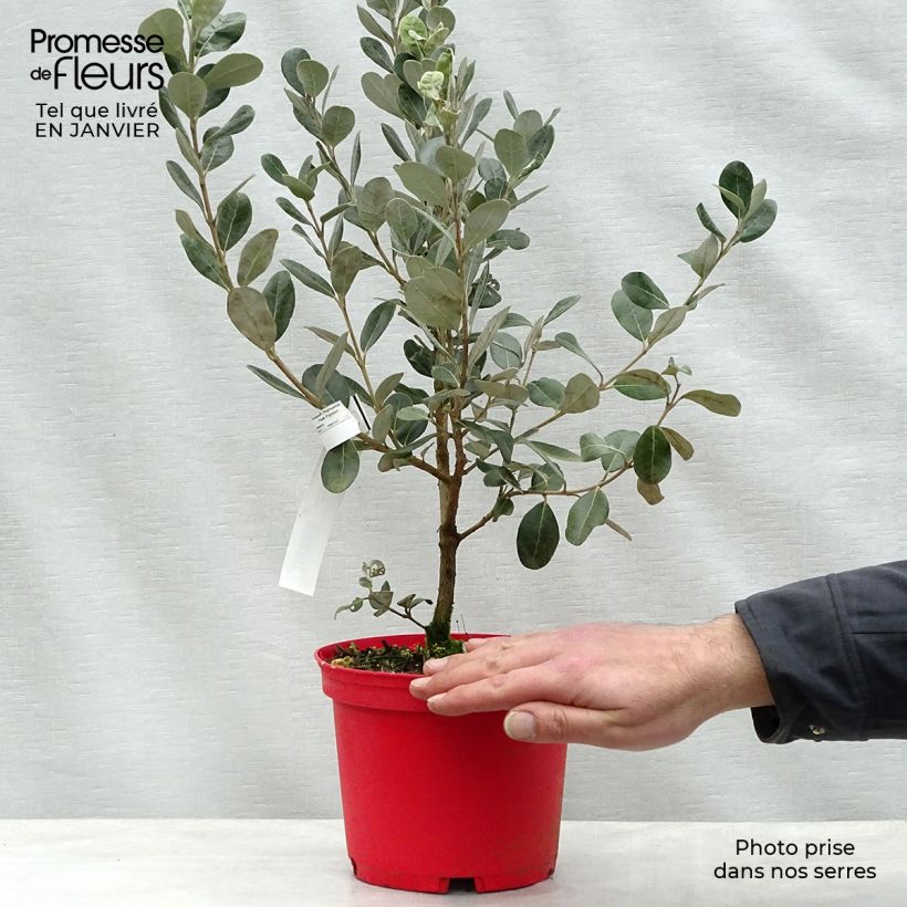 Feijoa Coolidge Vaso da 2L/3L esemplare consegnato in inverno