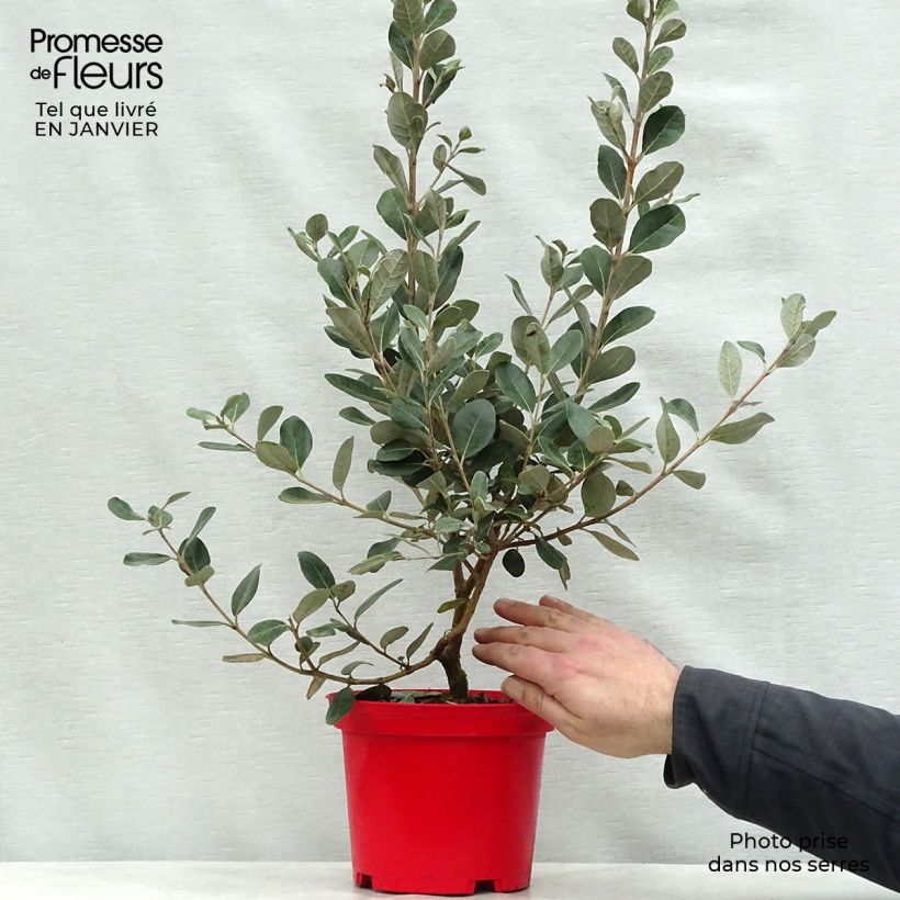 Acca sellowiana Gemini - Feijoa Vaso da 3L/4L esemplare consegnato in inverno