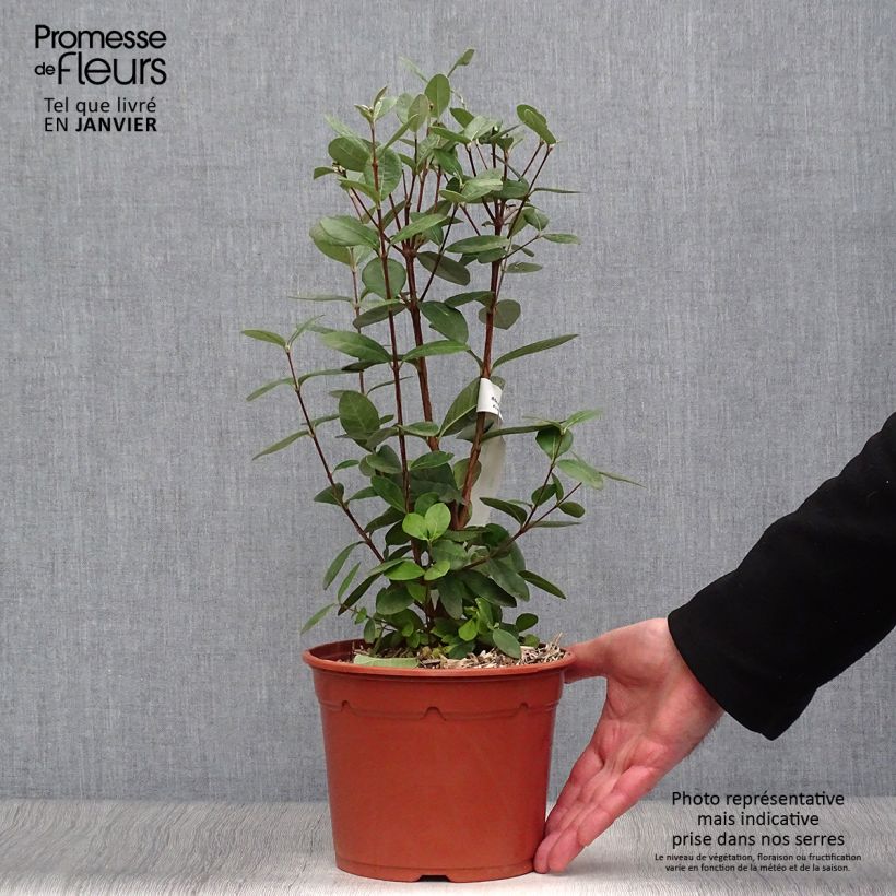 Acca sellowiana - Feijoa Vaso da 2L/3L esemplare consegnato in inverno