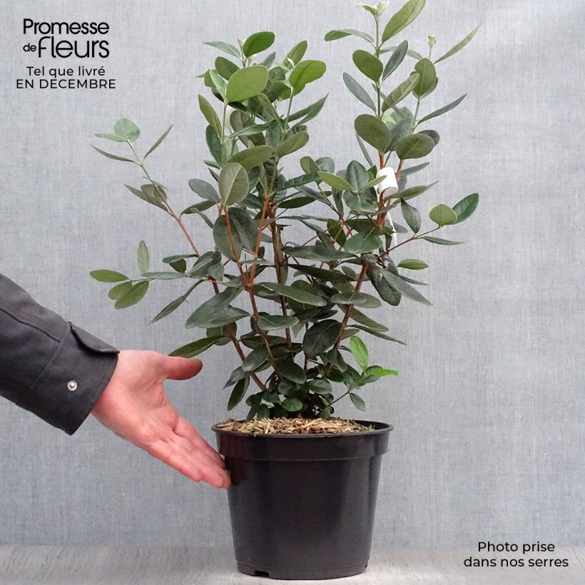 Acca sellowiana - Feijoa Vaso da 4L/5L esemplare consegnato in inverno