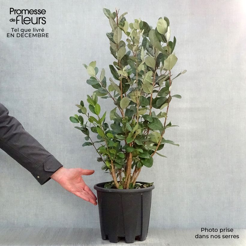 Acca sellowiana - Feijoa Vaso da 7,5L/10L esemplare consegnato in inverno