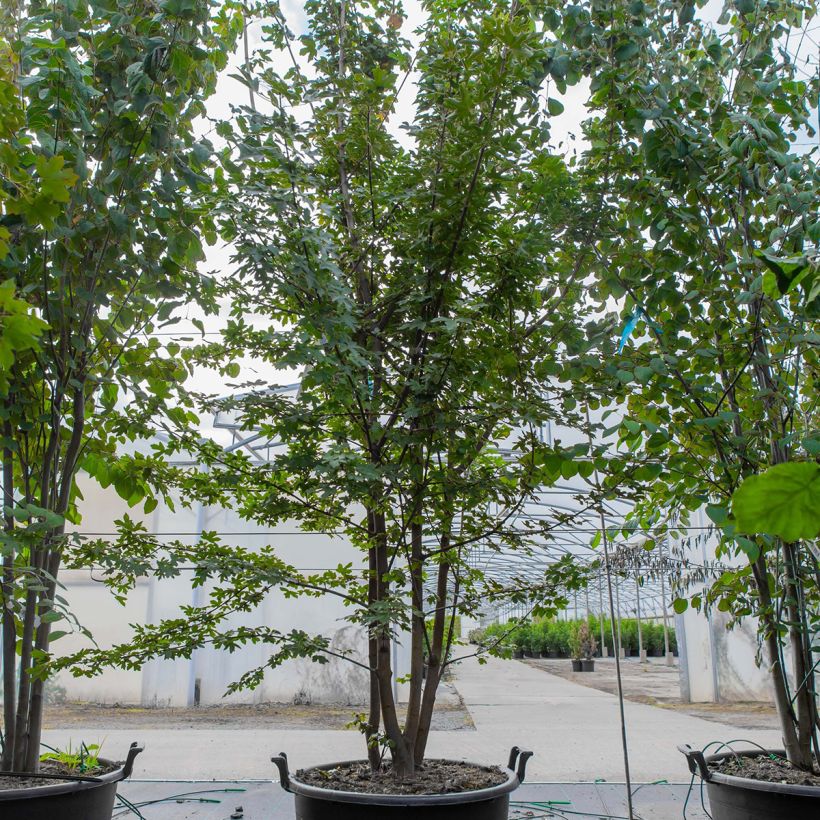 Acer campestre Vaso da 70L/75L esemplare consegnato in primavera