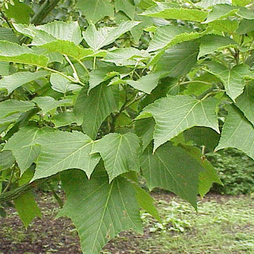 Acer capillipes (Fogliame)