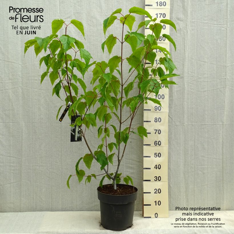 Acer conspicuum Silver Vein - Acero pelle di serpente Vaso da 12L/15L esemplare consegnato in primavera