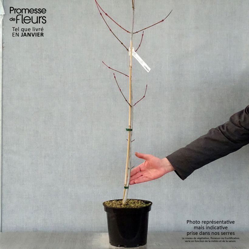 Acer davidii Viper Vaso da 4L/5L esemplare consegnato in inverno