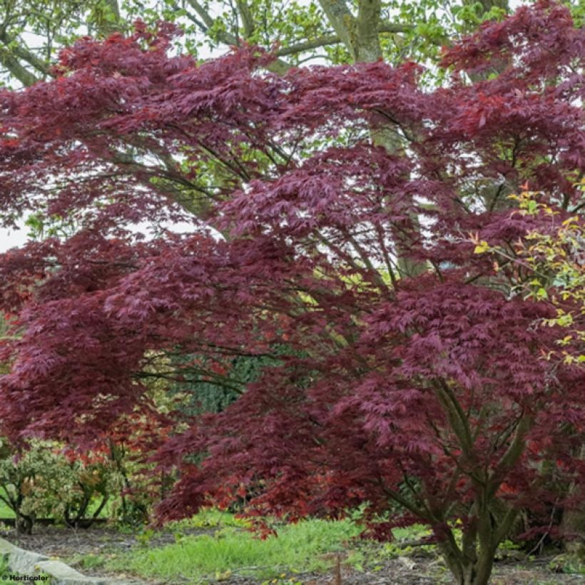 Acer palmatum Atropurpureum - Acero rosso giapponese (Porto)