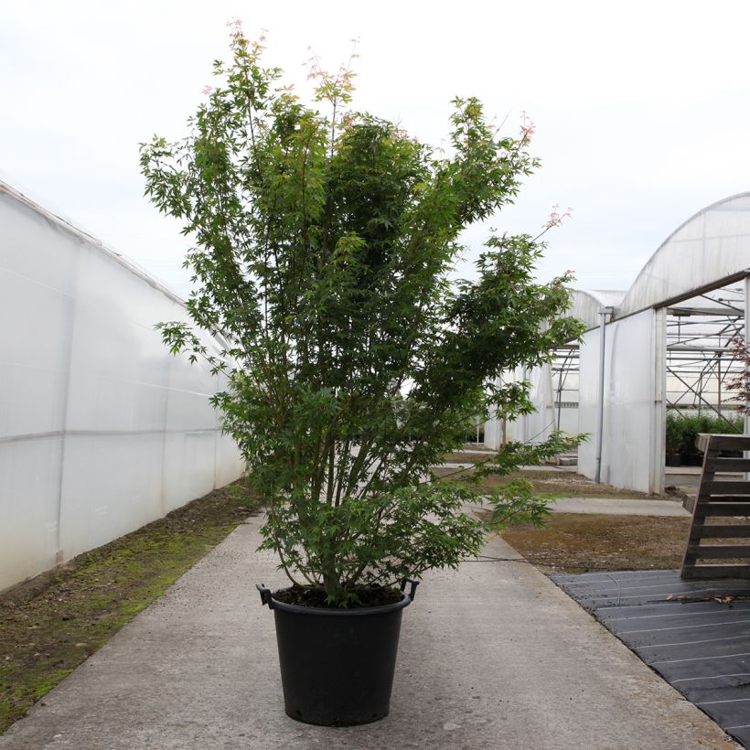 Acer palmatum - Acero giapponese Vaso da 50L/55L esemplare consegnato in primavera