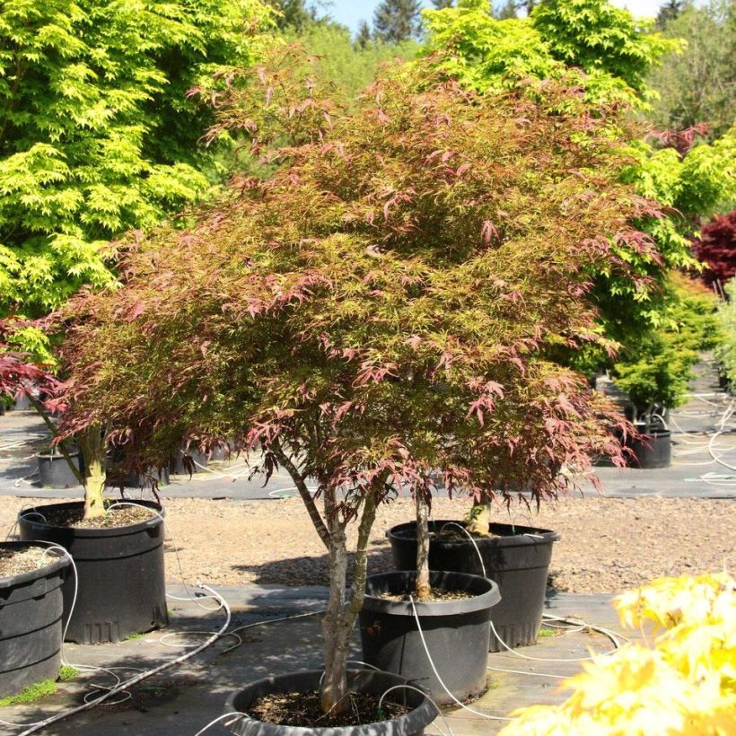 Acer palmatum Manyo-No-Sato - Acero giapponese (Porto)