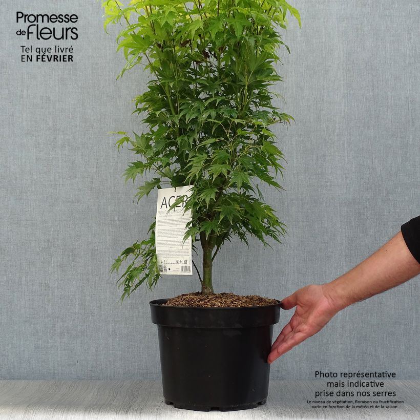 Esemplare di Acer palmatum Orange Dream - Acero giapponese Vaso da 7,5L/10L come consegnato in autunno